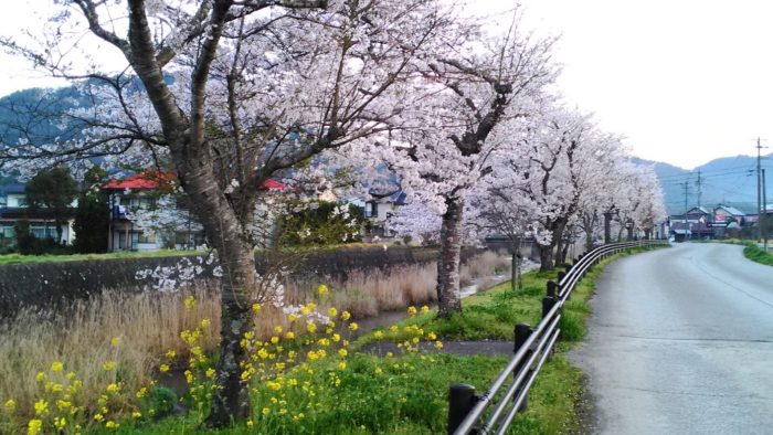 玖珠町　森川の桜並木